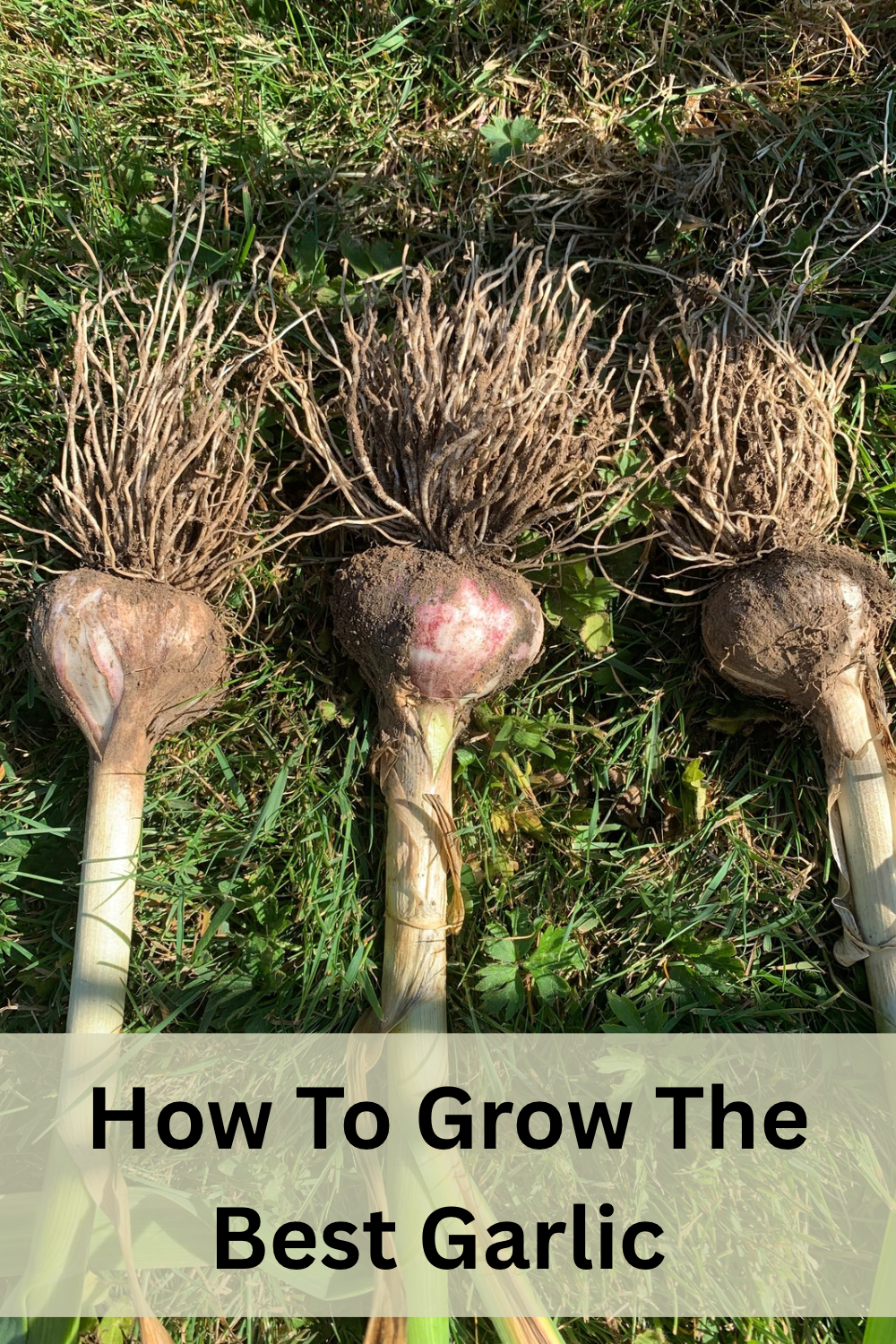 How To Grow The BEST Garlic